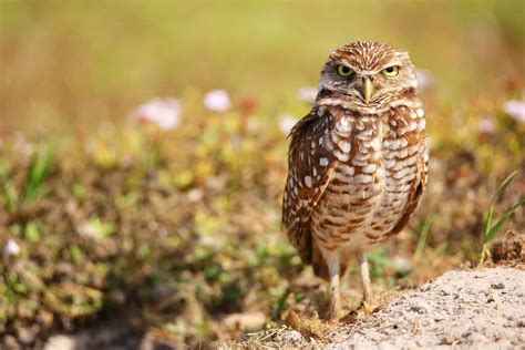 what bird sounds like a rattlesnake