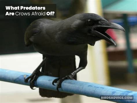 What Birds Are Crows Afraid Of