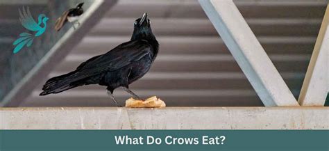 Uncover the Nemesis of Crows: Birds They Despise