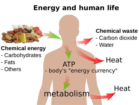 what body system produces heat