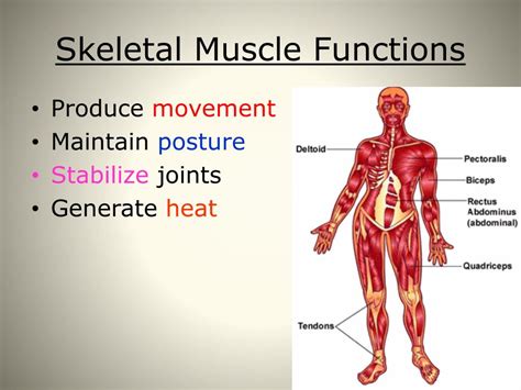 what body system produces movement and heat