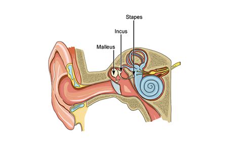 what bones make up the auditory ossicles