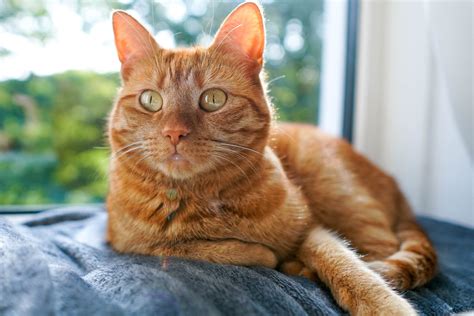 what breed are orange cats