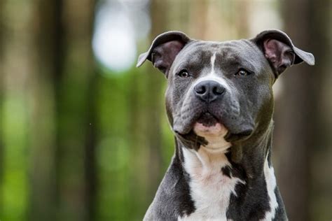 what breed can i say my pitbull is