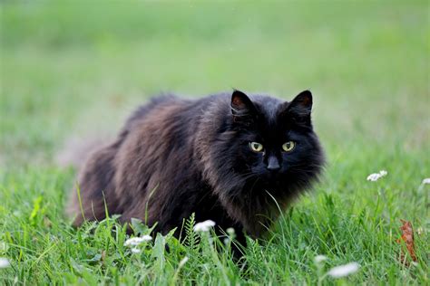  79 Stylish And Chic What Breed Is My Long Haired Black Cat Hairstyles Inspiration