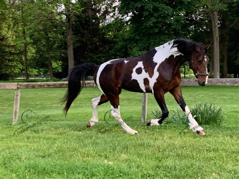 What Breed Is Rowdy Rawhide