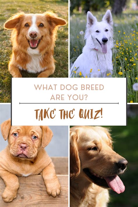 what breed of dog am i test