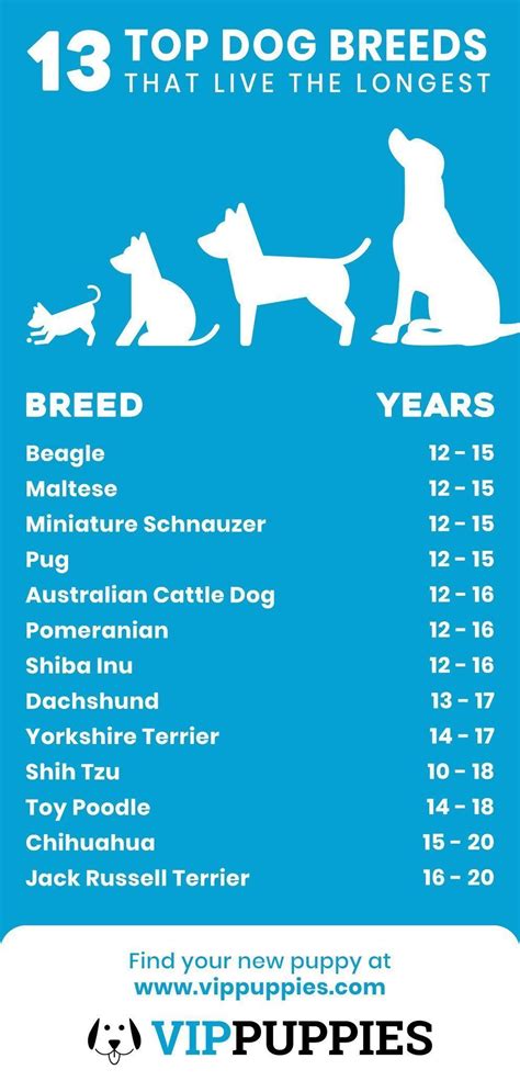 what breed of dog lives longer