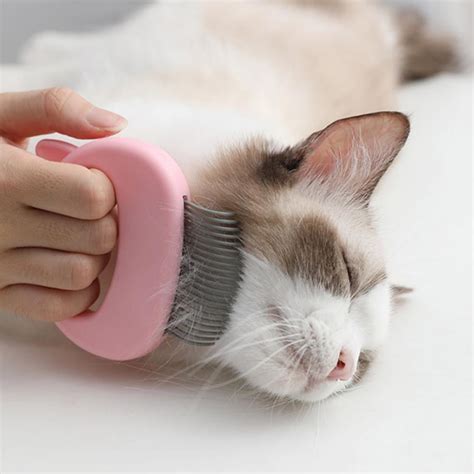 What Brush For Short Hair Cat  The Ultimate Guide In 2023