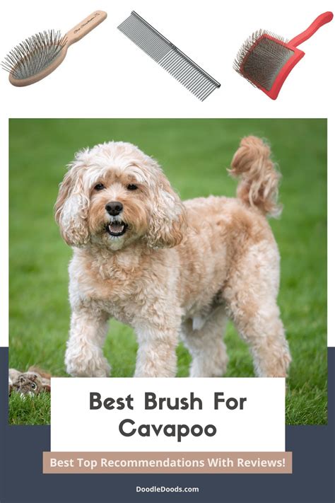 What Brush To Use On A Cavapoo