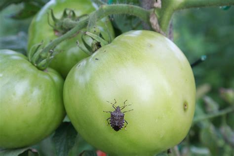 What Bugs Affect Tomato Plants
