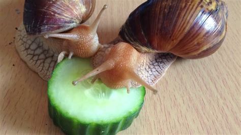 what can african land snails eat