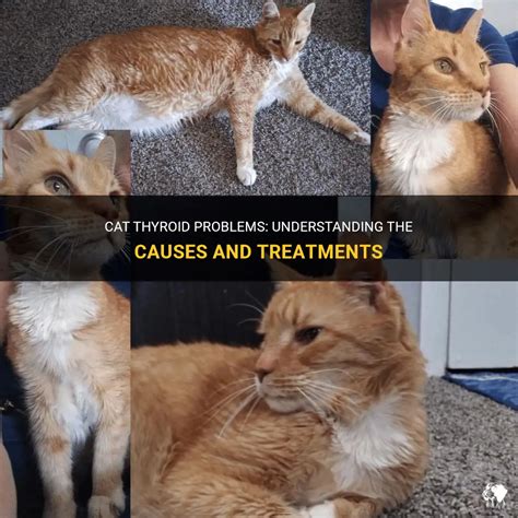 what can cause thyroid problems in cats
