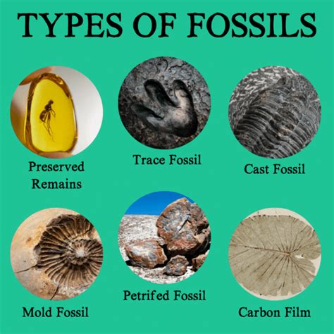 What Can Fossils Teach Us About