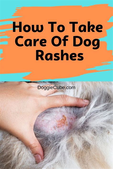 what can i put on my dogs rashes