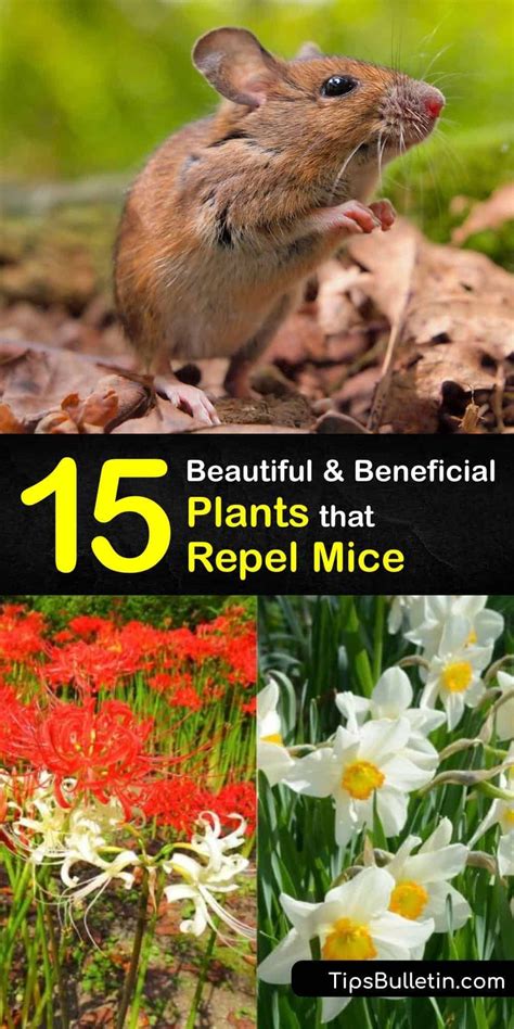 What Can Repel Mice