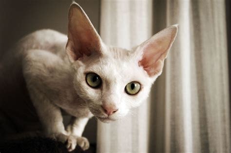 what cat breeds have large ears