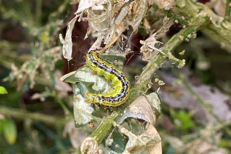 what caterpillars eat box hedge