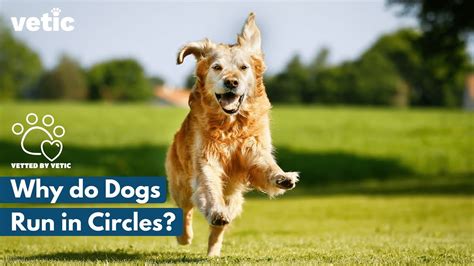 What Causes A Dog To Run In Circles