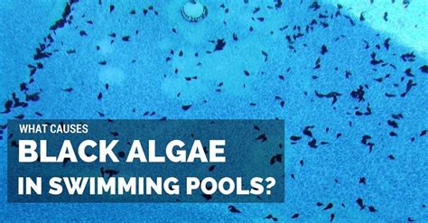 what causes black algae in pools