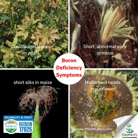 What Causes Boron Deficiency