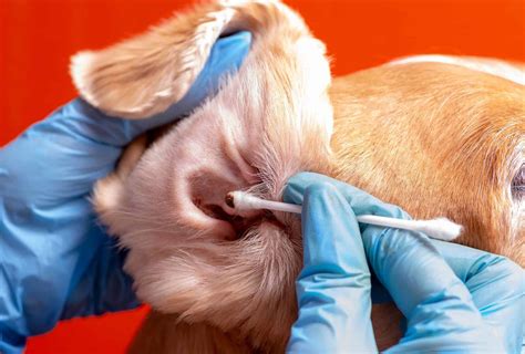 what causes excessive ear wax in dogs