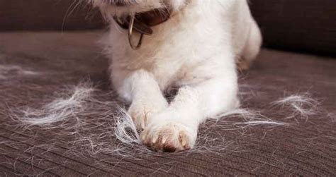 What Causes Excessive Moulting In Dogs 