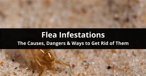 Discover 9 Unmissable Insights Behind Flea Infestations