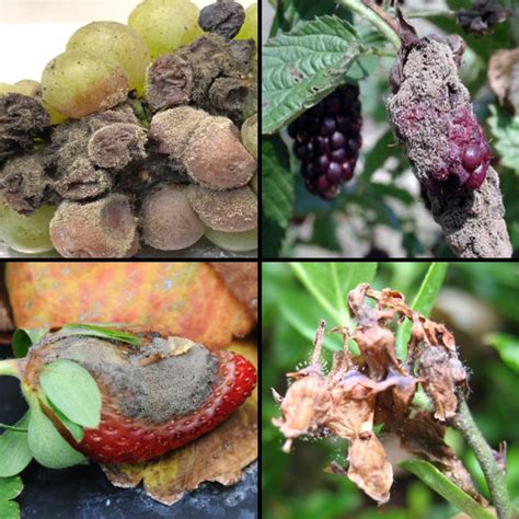 what causes fruit to rot