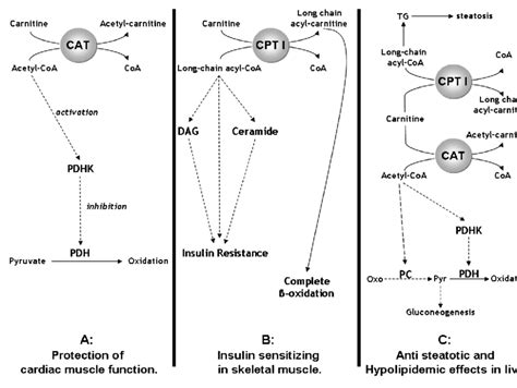 What Causes High Carnitine Levels