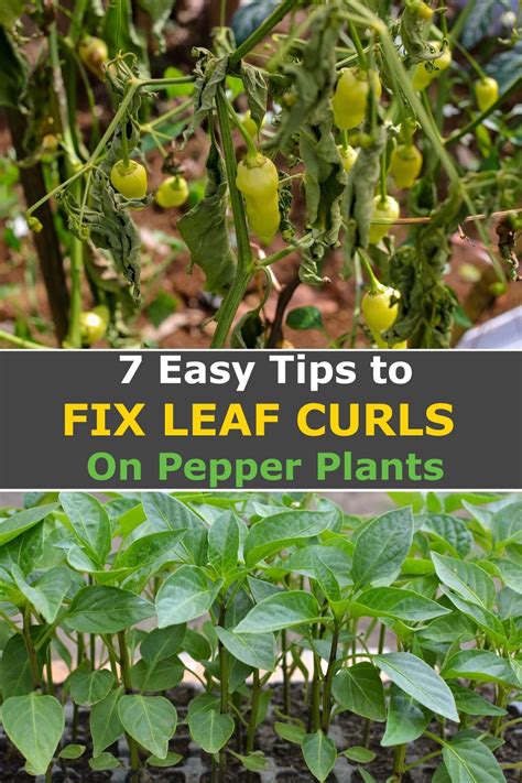 What Causes Leaves To Curl