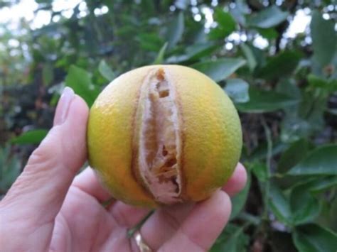 What Causes Lemons To Split On The Tree