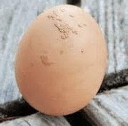 What Causes Lumpy Egg Shell