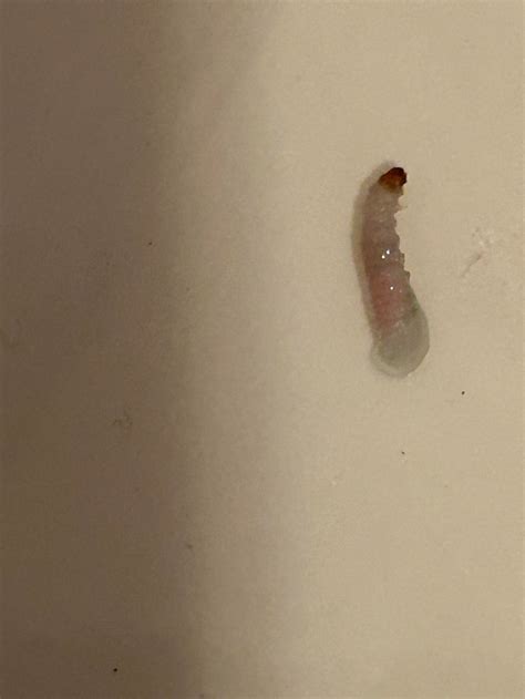 What Causes Maggots On Ceiling