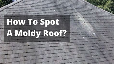 what causes mold on roofs