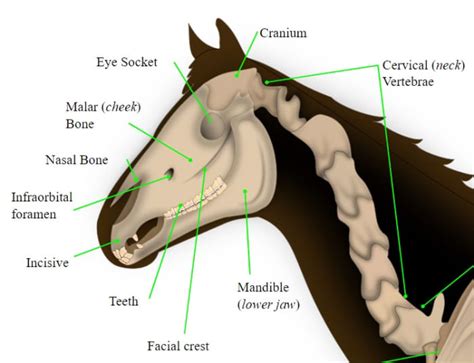 what causes nosebleeds in horses