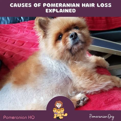 What Causes Pomeranian Hair Loss  Understanding The Root Of The Problem