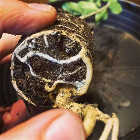 What Causes Root Mealies