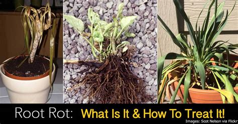 what causes root rot in house plants