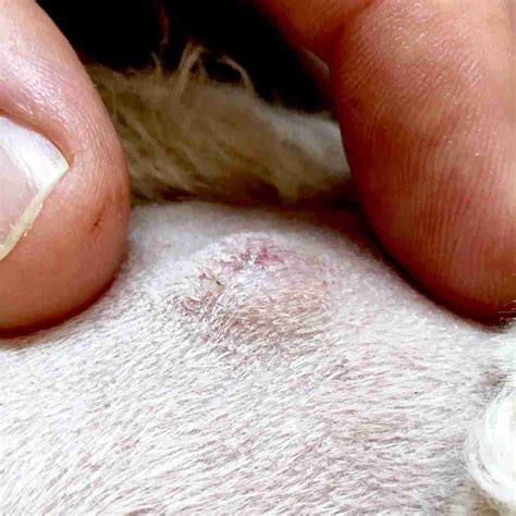 what causes sebaceous cysts in dogs