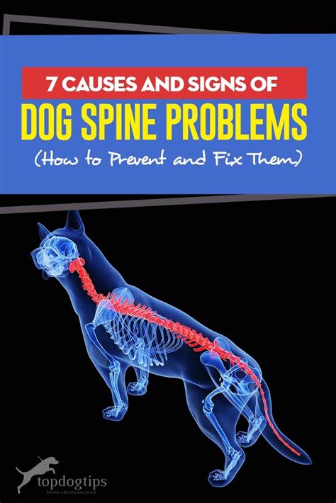 What Causes Spinal Problems In Dogs