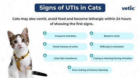 What Causes Urinary Problems In Cats