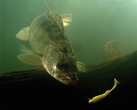 What Causes Walleye Eye
