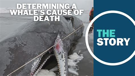 what causes whale deaths