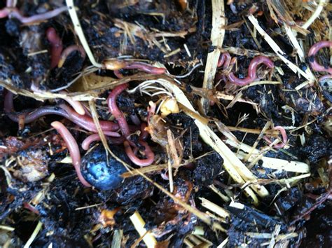 What Causes Worms In Garbage