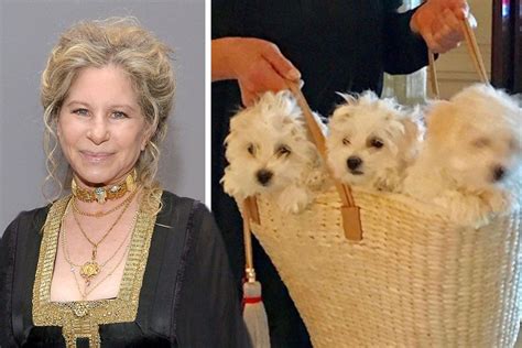 what celebrity cloned their dog