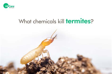 what chemical kills termites