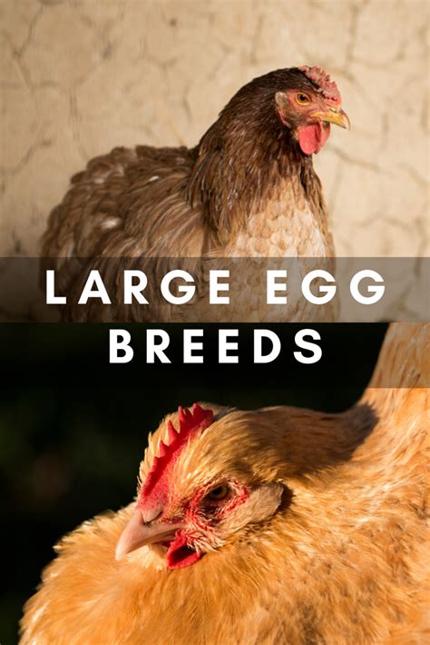 what chicken breeds lay large eggs