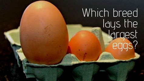 what chicken breeds lay the biggest eggs