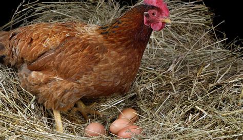 what chickens lay eggs without a rooster